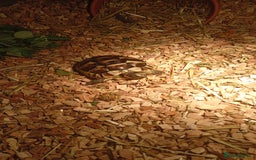 Tortoise reptiles for sale: Spur thighed tortoise  - Image 4