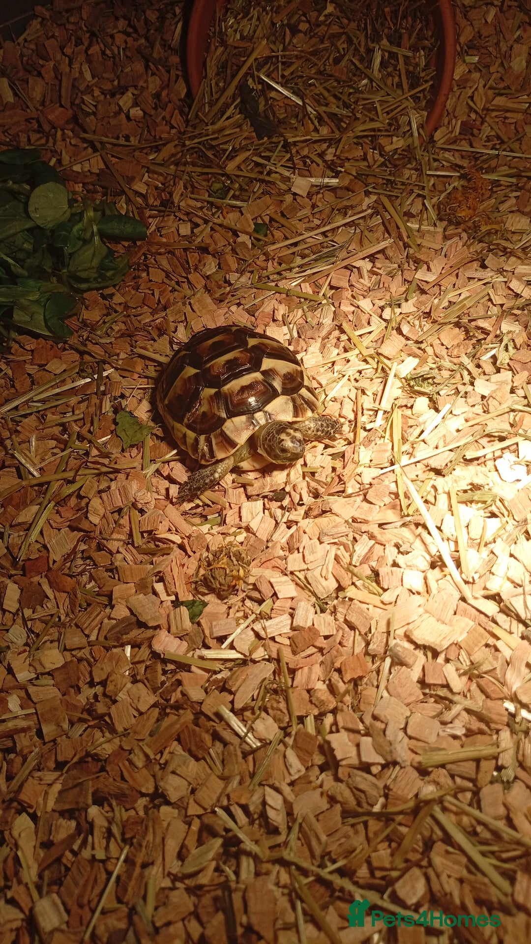 Tortoise reptiles for sale: Spur thighed tortoise  - Image 4
