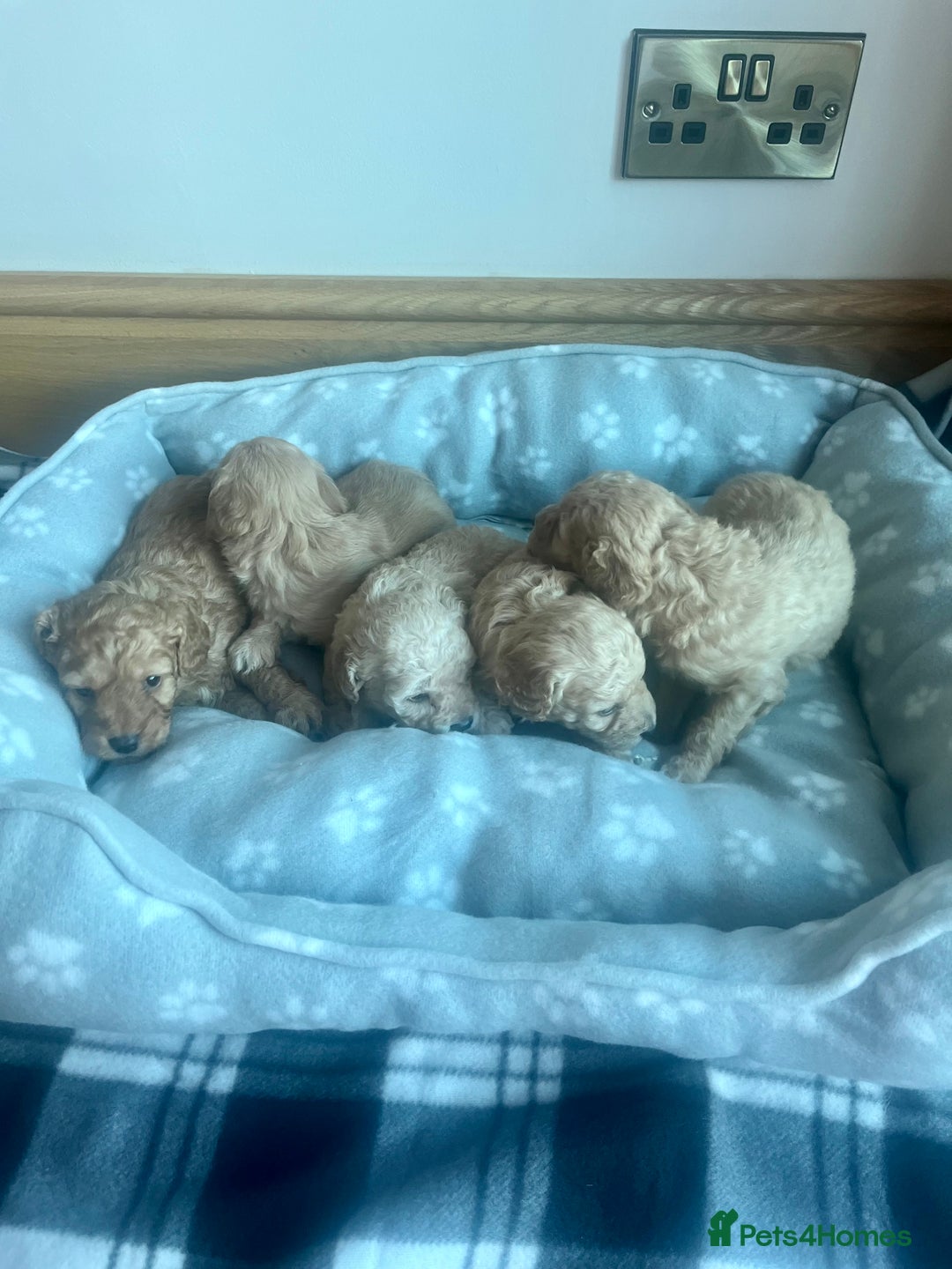 Cockapoo dogs for sale: Stunning litter of Cockerpoos - Image 2