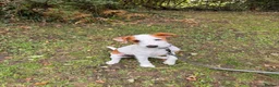 Jack Russell dogs for sale: Beautiful parsons Jack Russell male  in Polegate - Advert 6