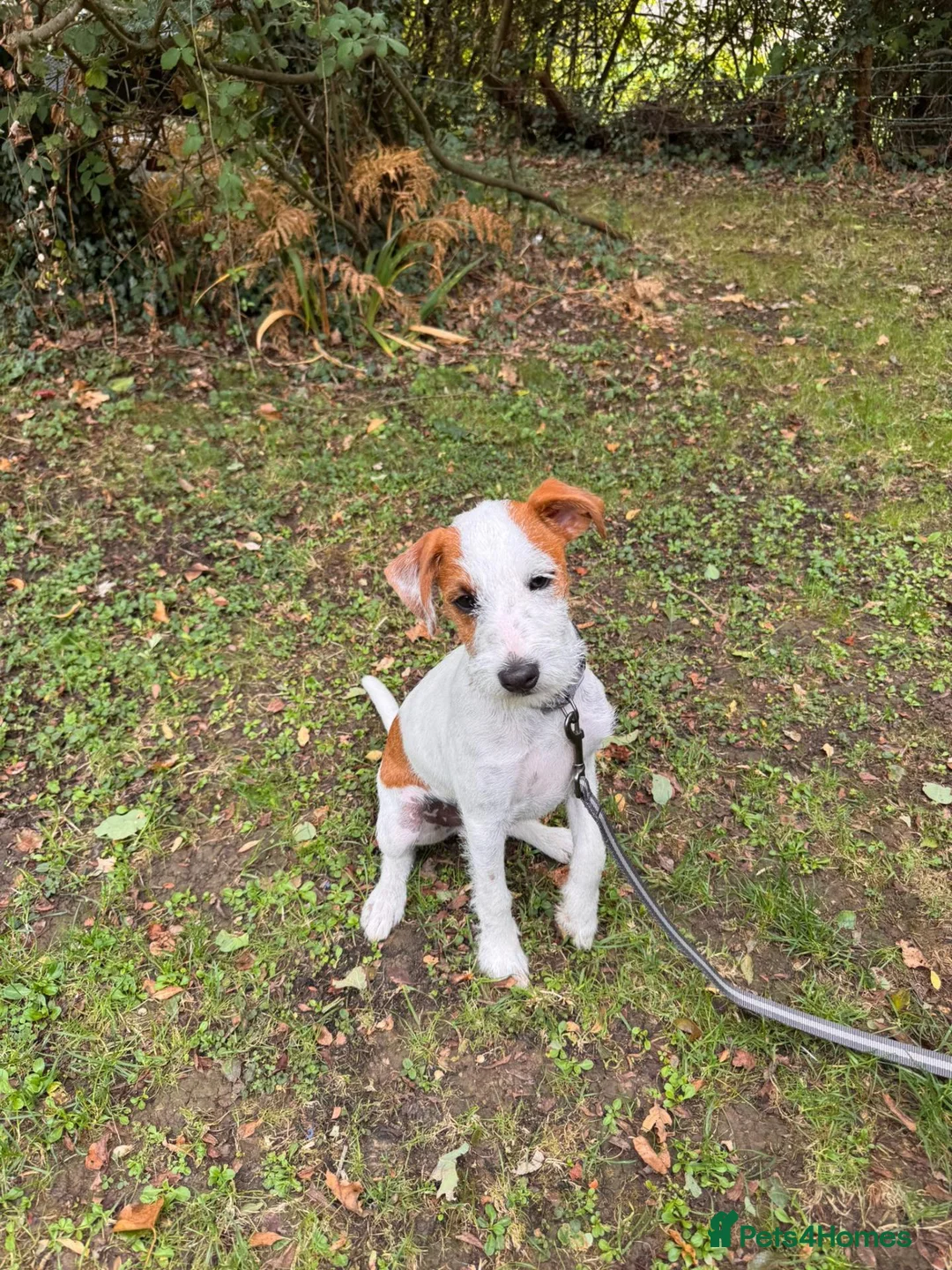 Jack Russell dogs for sale: Beautiful parsons Jack Russell male  in Polegate - Advert 6
