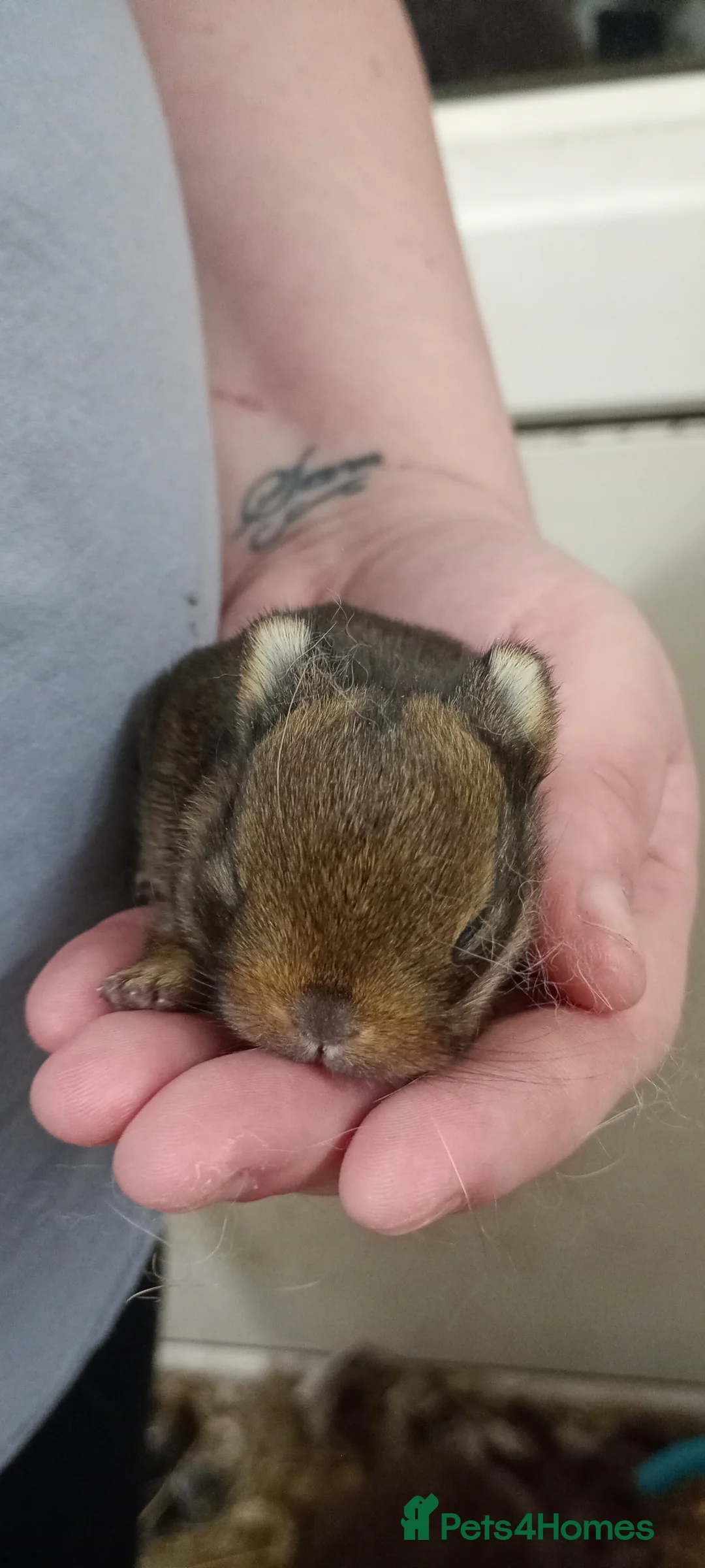 Netherland Dwarf rabbits for sale: 2 boys looking for homes - Advert 2