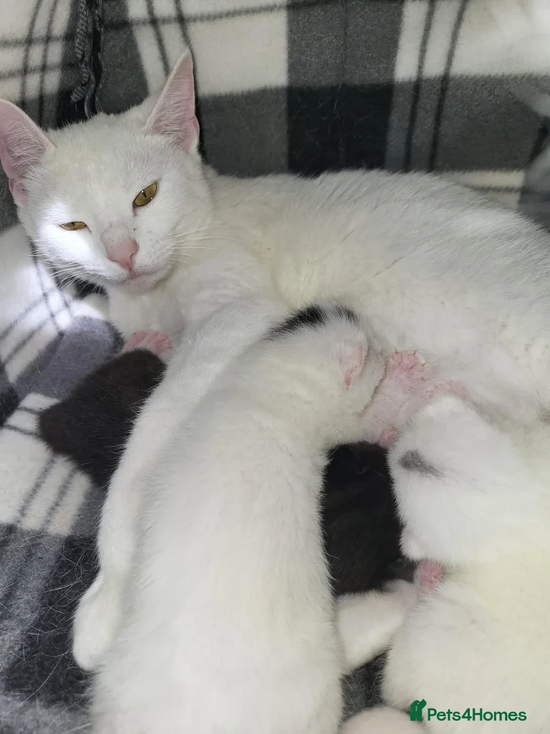 Mixed Breed cats for sale: 3 kittens For sale 2 boys one girl - Advert 2
