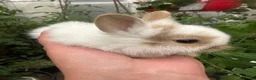 Mixed Breed rabbits for sale: Dwarf baby bunnies  - Advert 5