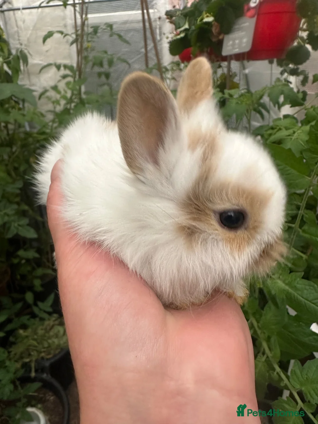 Mixed Breed rabbits for sale: Dwarf baby bunnies  - Advert 5