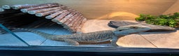 Bearded Dragon reptiles for sale: Bearded dragon and vivarium - Advert 4