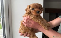 Cavapoo dogs for sale: Cavapoo puppies  - Image 7