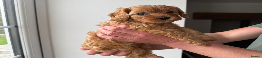 Cavapoo Puppy 4