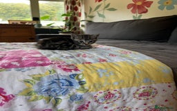 Mixed Breed cats for sale: Mixed breed kittens  - Image 7