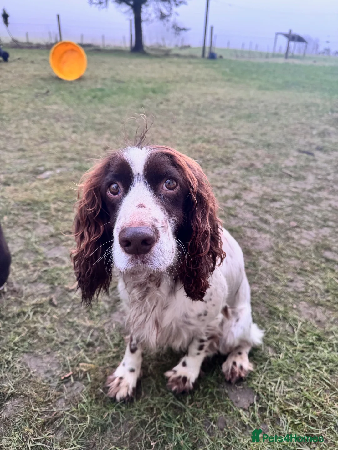 Cocker Spaniel dogs for adoption: Barney - Advert 5