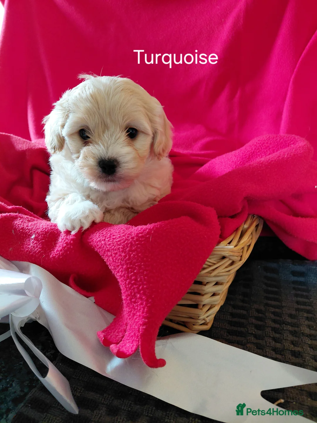 Maltipoo dogs for sale: Only 1 fully vaccinated Maltipoo pup left. - Advert 19