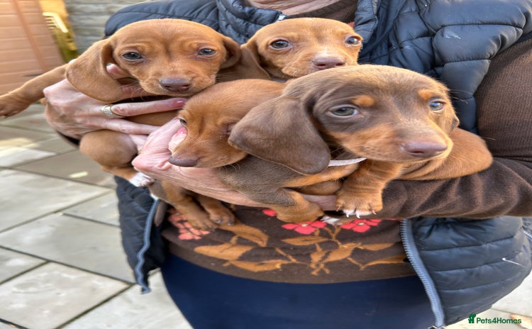 Miniature Dachshund dogs - Advert 1