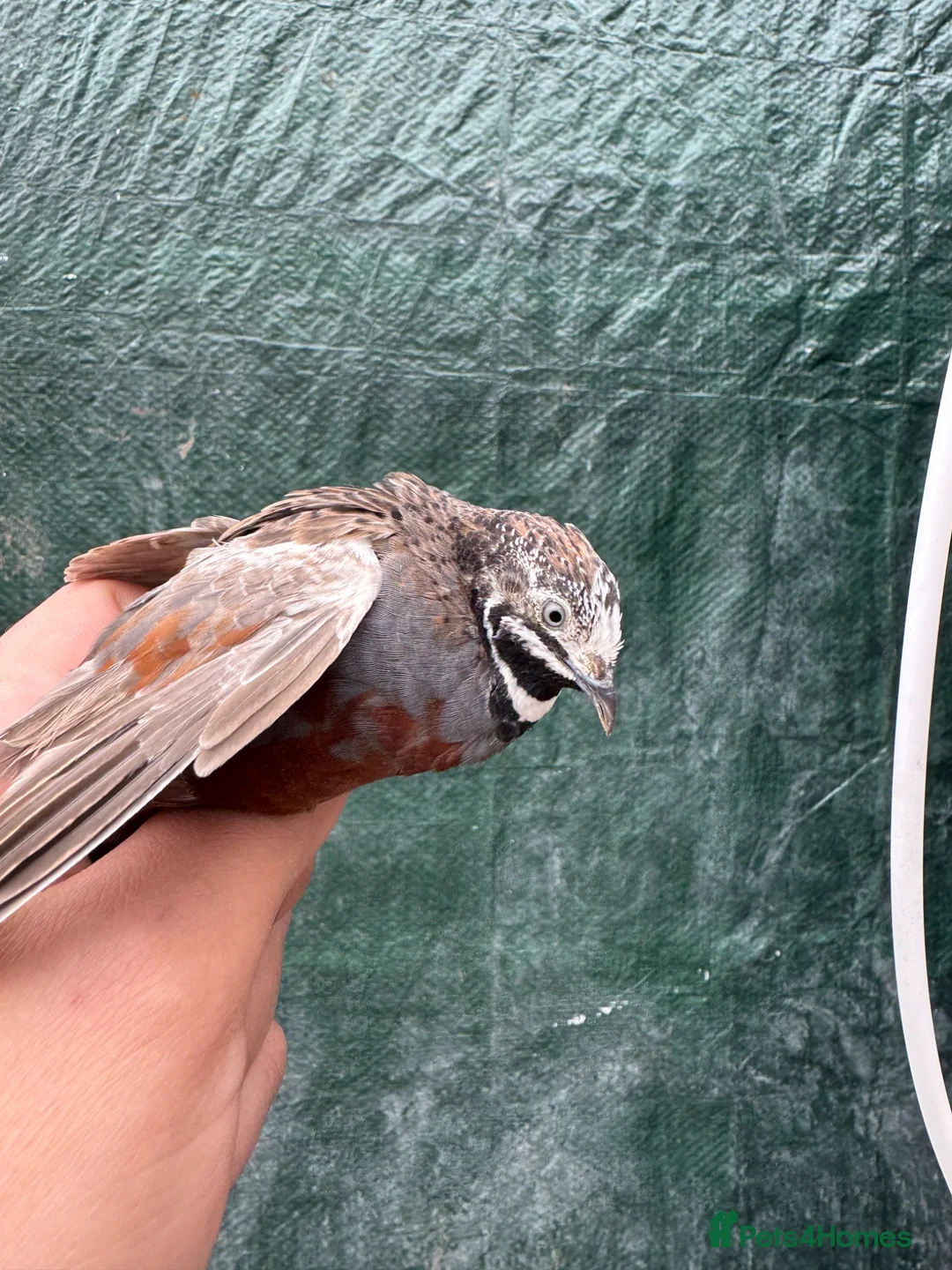 Quail poultry for sale: Button quail chicks and adults  - Advert 1