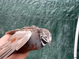 Quail poultry Button quail chicks and adults - Advert 12