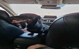 Miniature Dachshund dogs for sale: Miniature dashhound short hair - Image 2