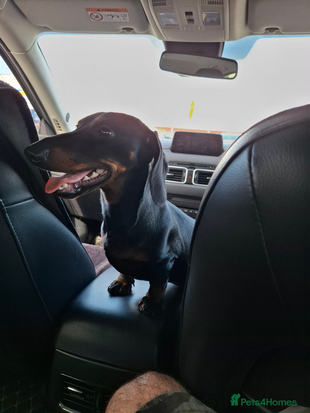 Miniature Dachshund dogs for sale: Miniature dashhound short hair - Image 2