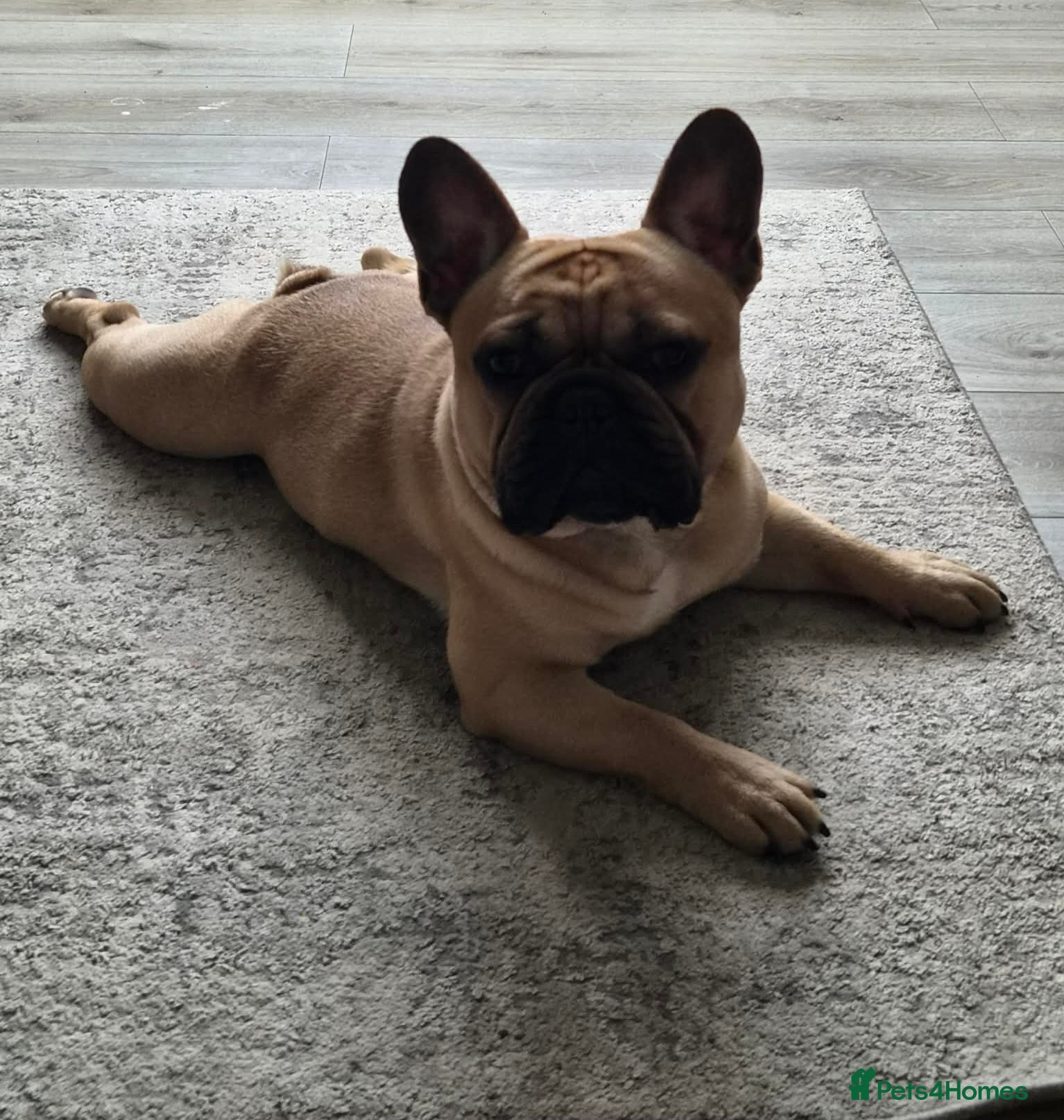 French Bulldog dogs Standard Fawn French Bulldog Stud. Silver Tested!! - Advert 3