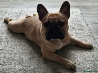 French Bulldog dogs Standard Fawn French Bulldog Stud. Silver Tested!! - Advert 3