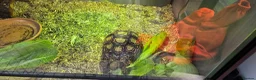 Tortoise reptiles for sale: Leapord Tortoise in Stockport - Advert 6