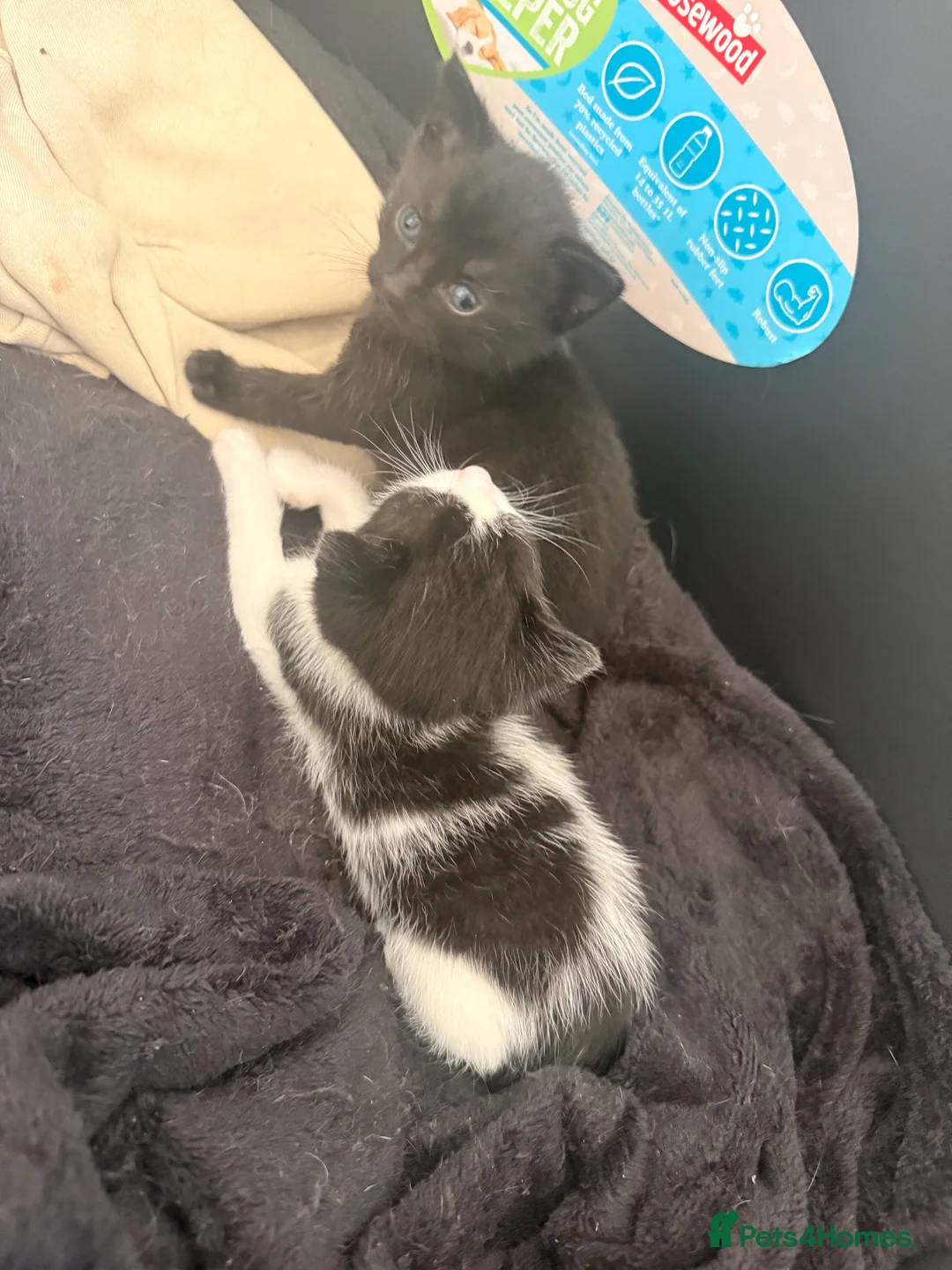 Mixed Breed cats for sale: Kittens for sale - Advert 2