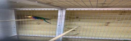 Parakeets birds for sale: Pair western rossellas - Advert 4