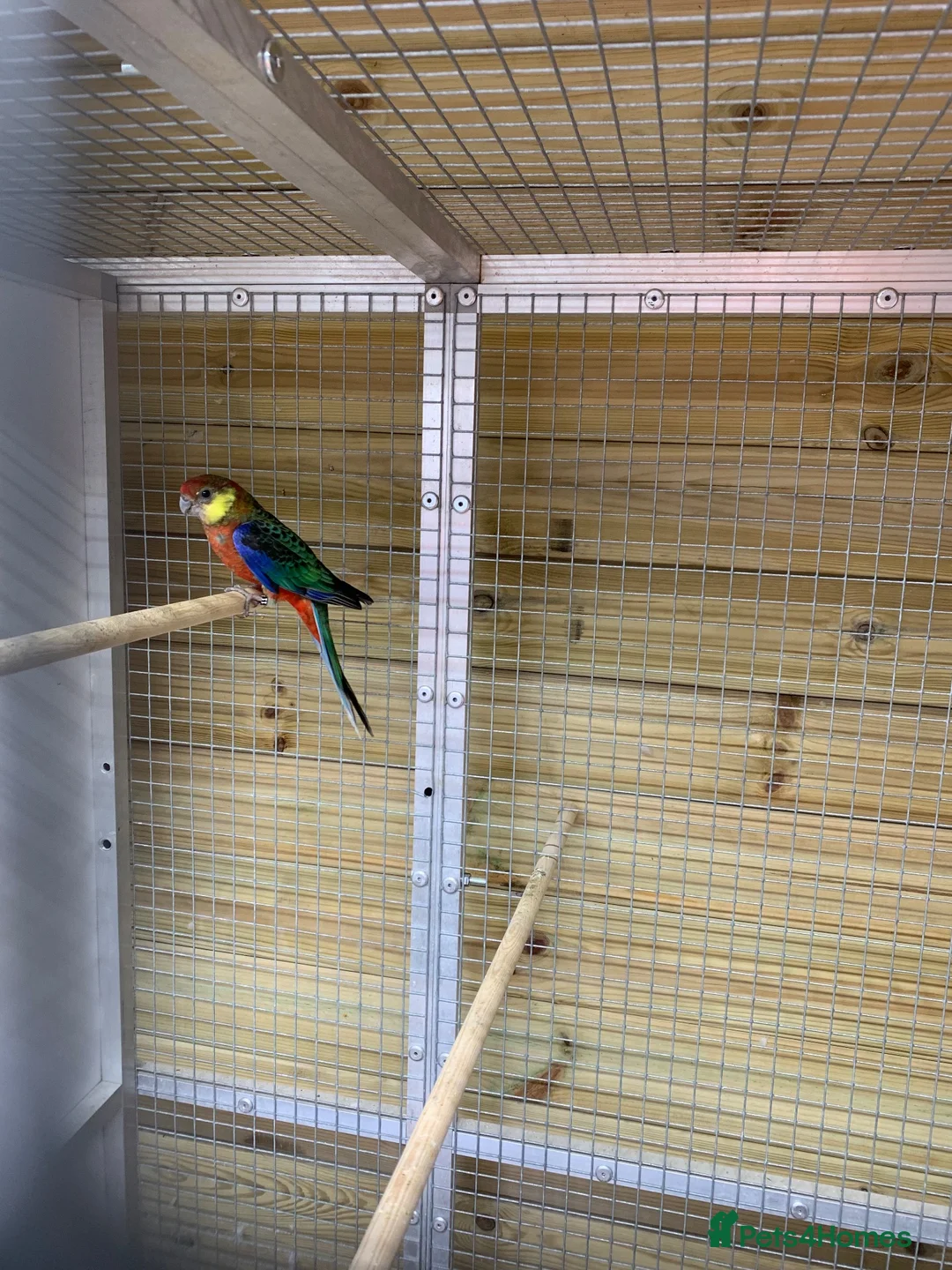 Parakeets birds for sale: Pair western rossellas - Advert 4