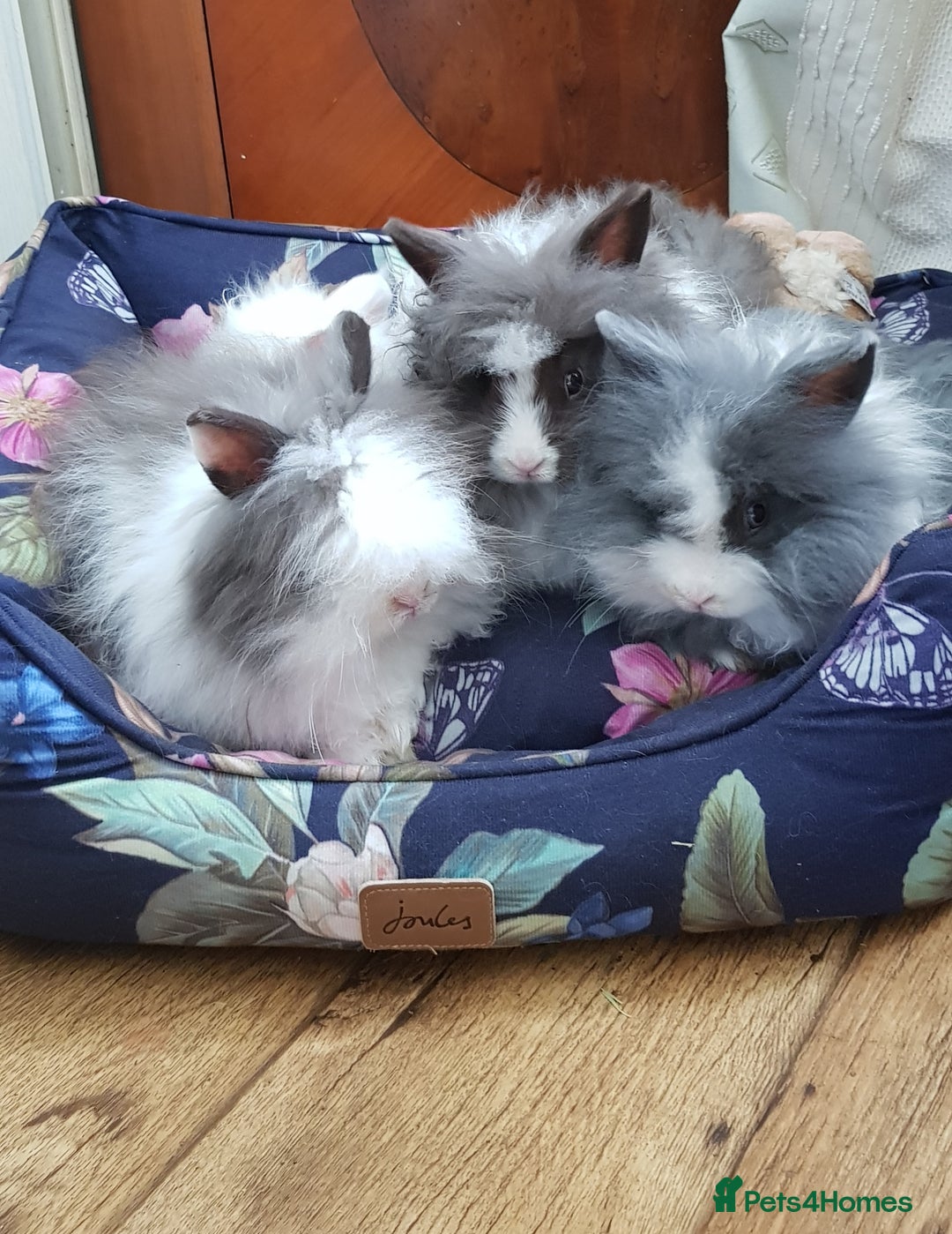 Lionhead rabbits for sale:         🐰  Lionhead Bunny  in Solihull - Image 2
