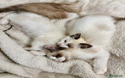 Ragdoll cats for sale: Gorgeous Ragdoll Boys - Affectionate & Ready Now - Image 8