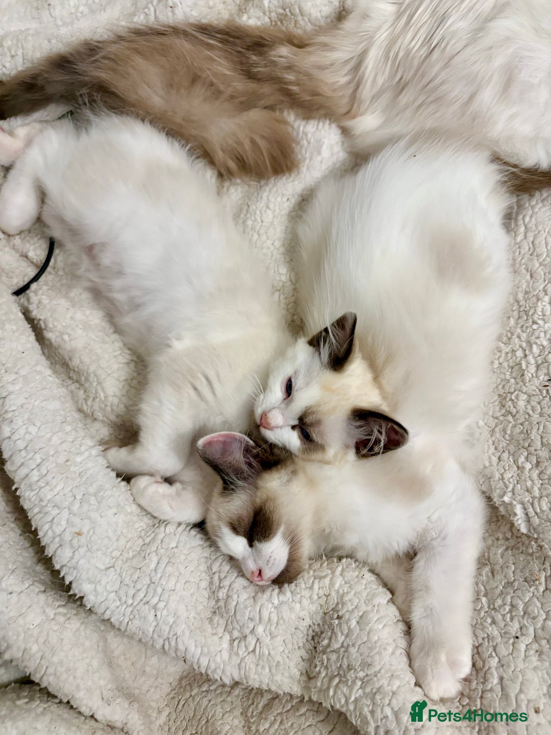 Ragdoll cats for sale: Gorgeous Ragdoll Boys - Affectionate & Ready Now - Image 8