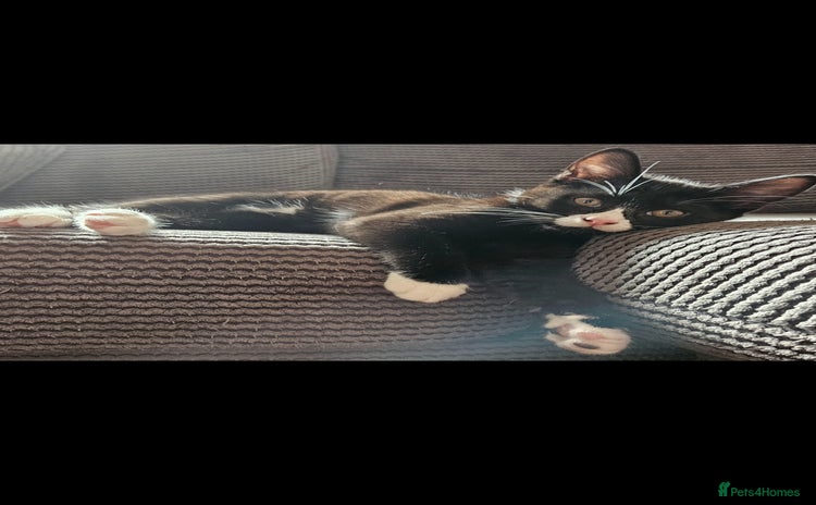 Mixed Breed cats - Advert 3