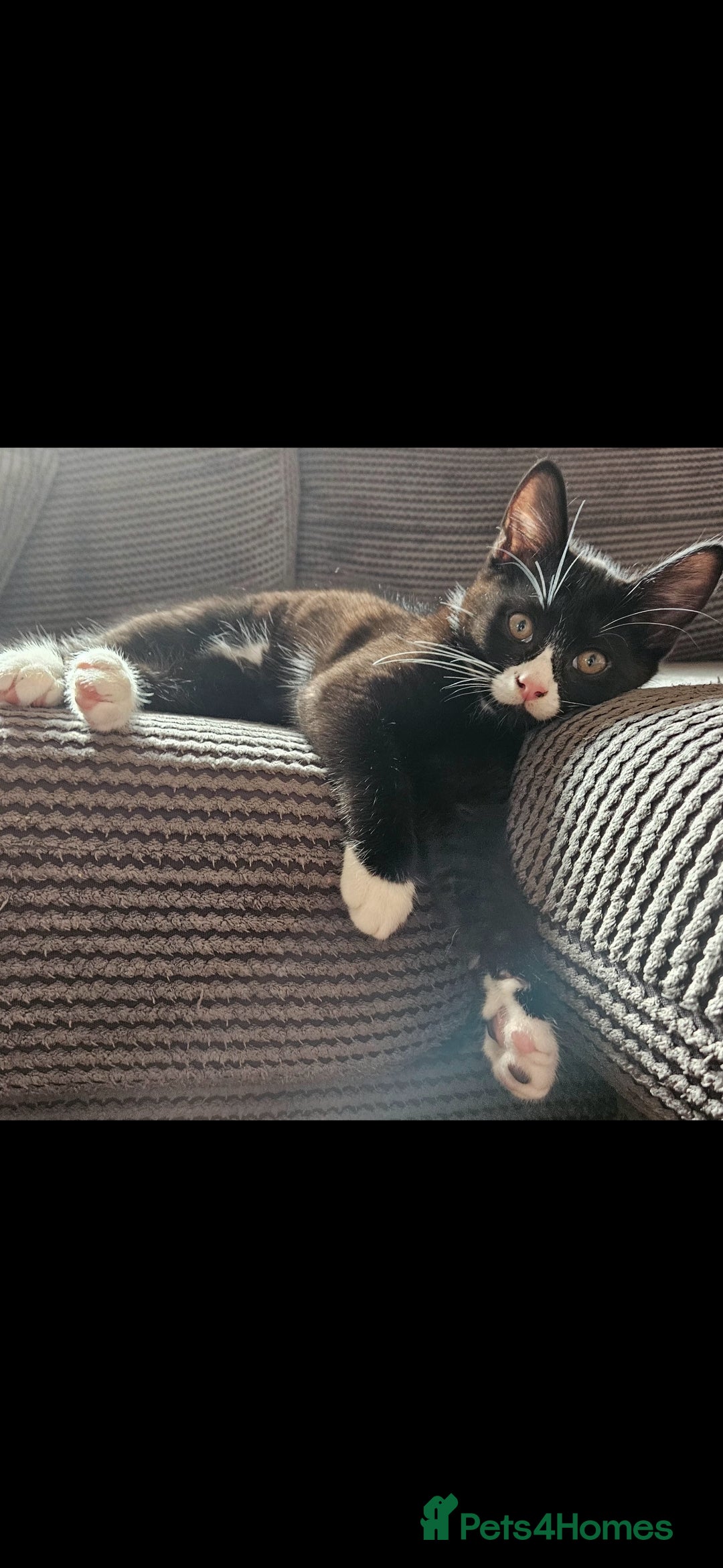 Mixed Breed cats for sale: Beautiful kittens  - Image 1