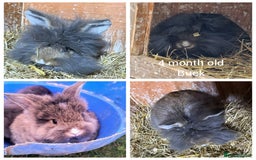 Mini Lion Lop rabbits for sale: 4 beautiful lionlops  - Image 3
