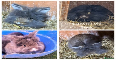 Mini Lion Lop rabbits - Advert 1