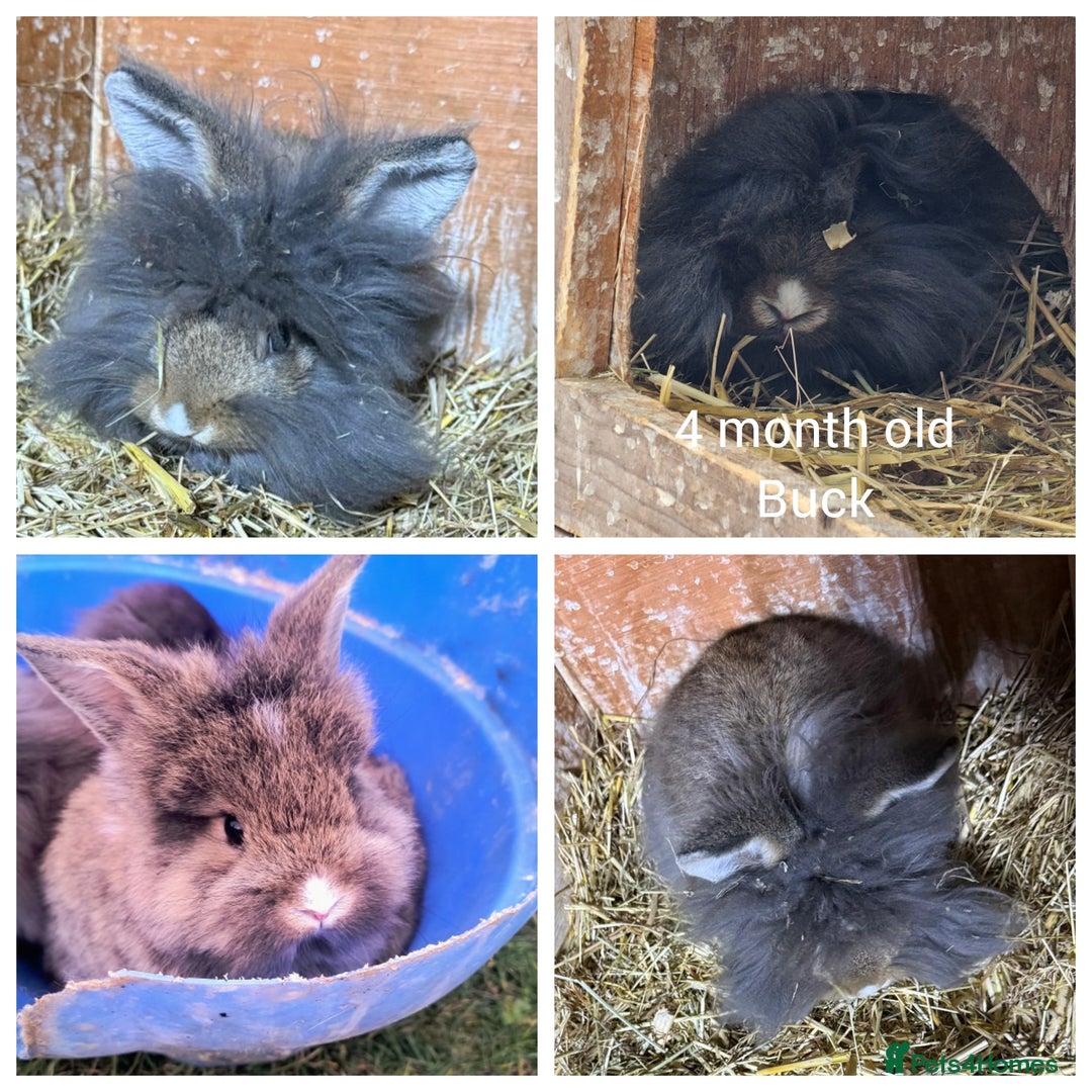 Mini Lion Lop rabbits for sale: 4 beautiful lionlops  - Image 3