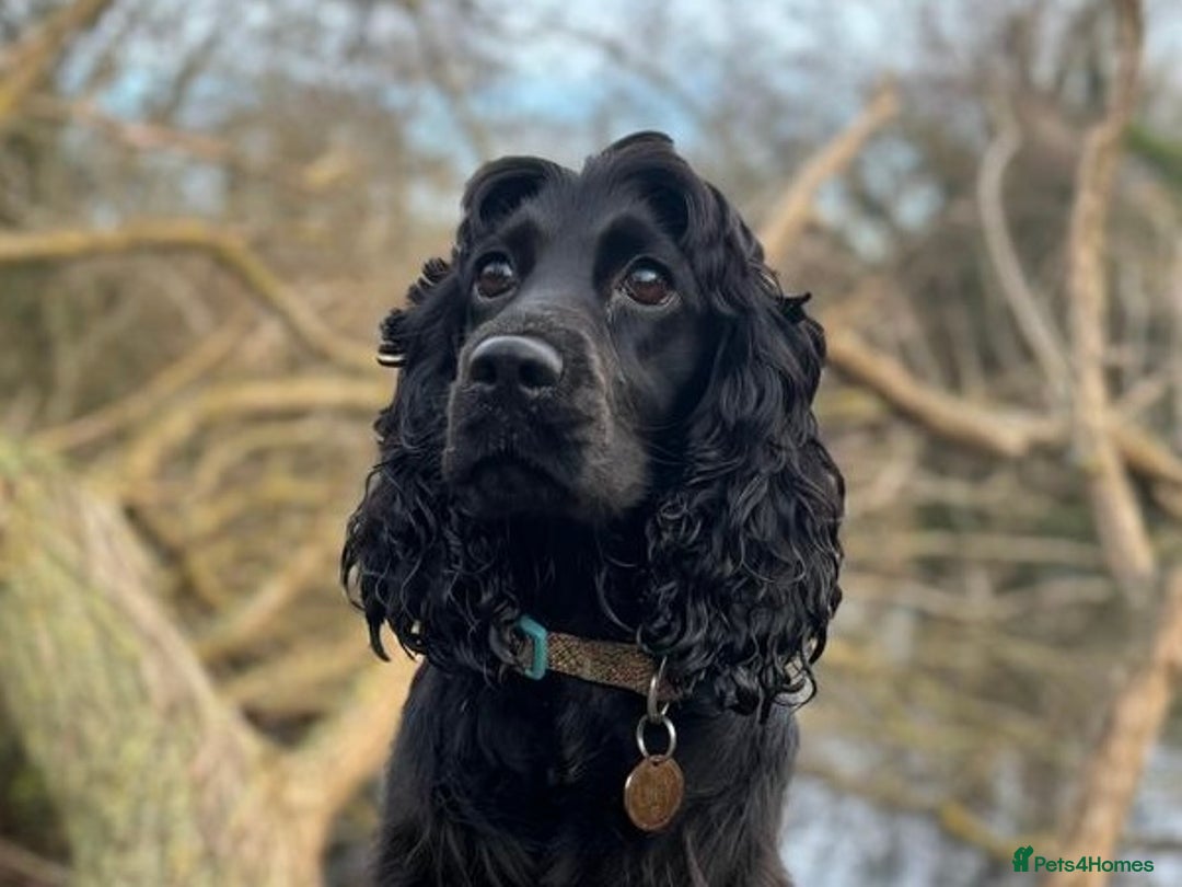 Cocker Spaniel dogs for sale: Beautiful Cocker Spaniel Puppies - Advert 2