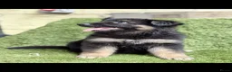 German Shepherd dogs for sale: German Shepard puppies  - Advert 13