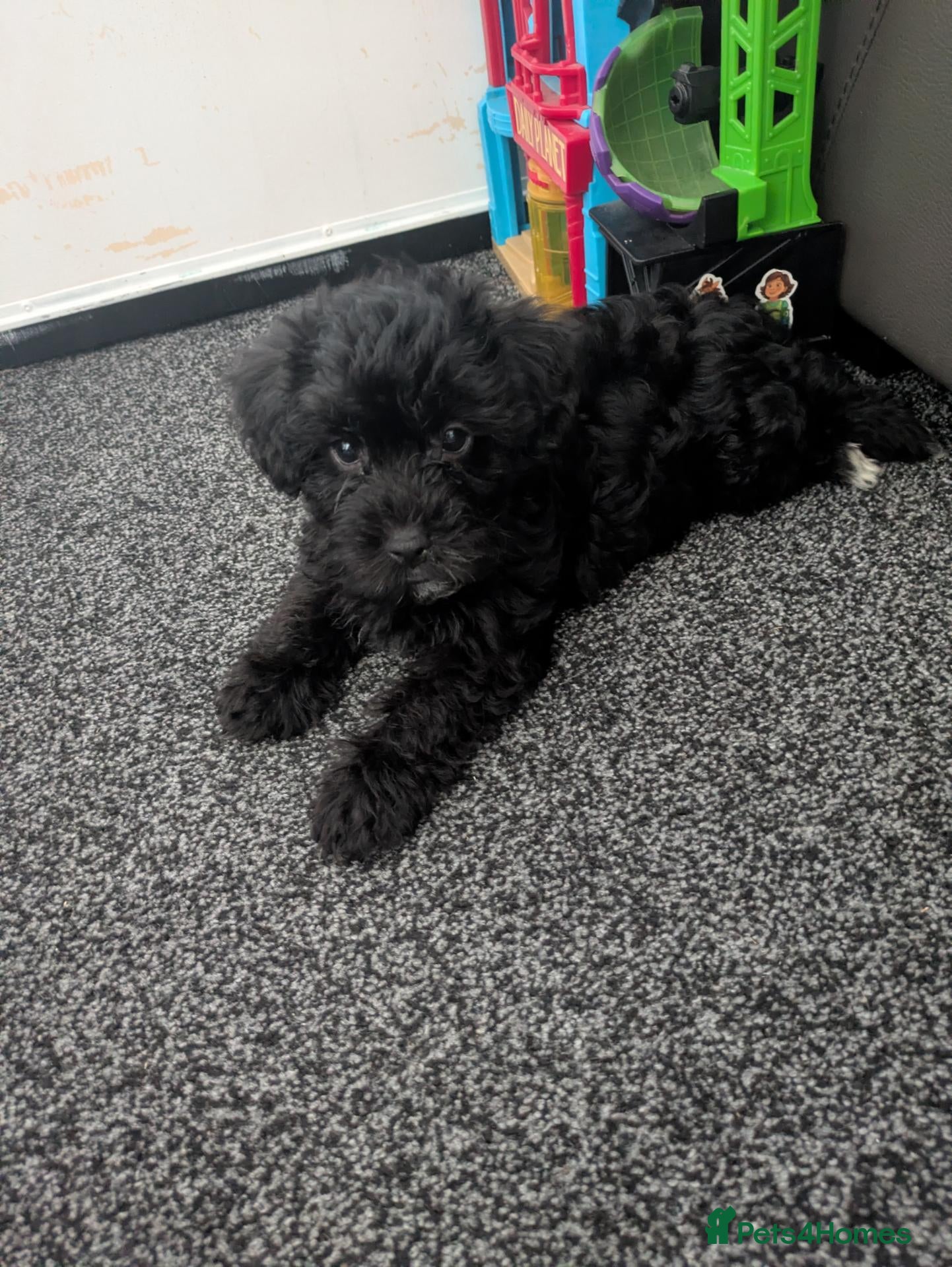 Yorkiepoo dogs READY NOW Gorgeous YORKIEPOO puppys - Advert 2