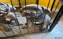 Cane Corso dogs for sale: Blue Cane Corso Puppies - Image 5