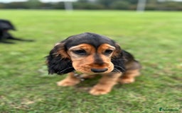 Cocker Spaniel dogs for sale: Outstanding Show Cocker Spaniel DNA Tested - Advert 20