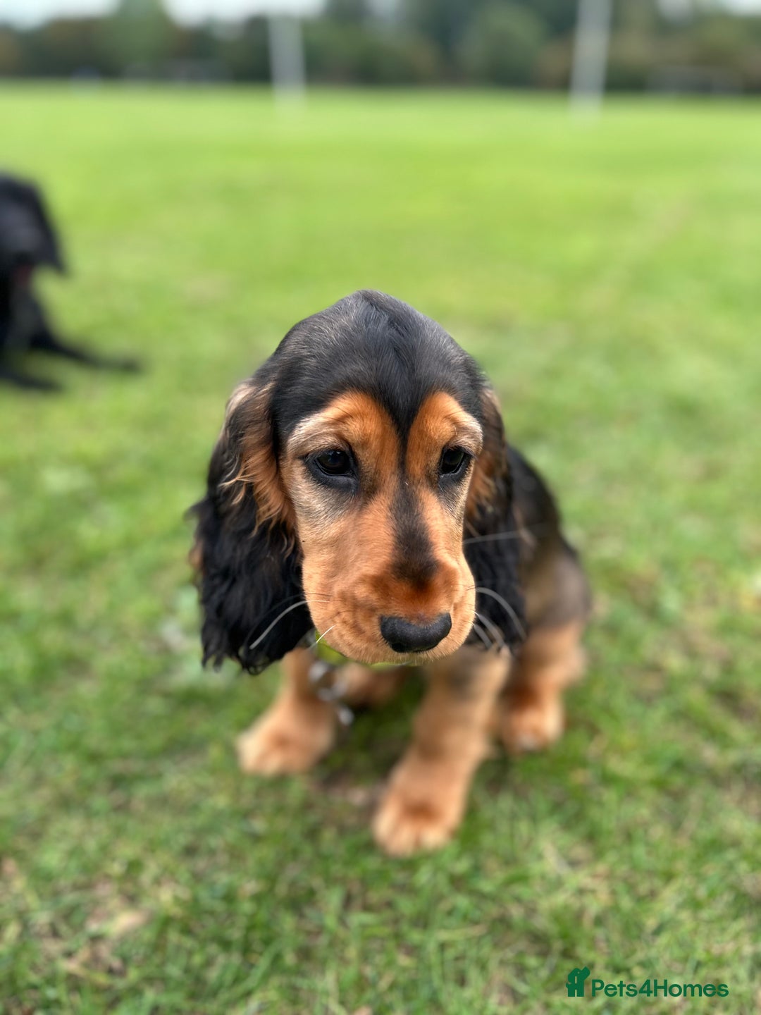 Cocker Spaniel dogs for sale: Outstanding Show Cocker Spaniel DNA Tested - Advert 20