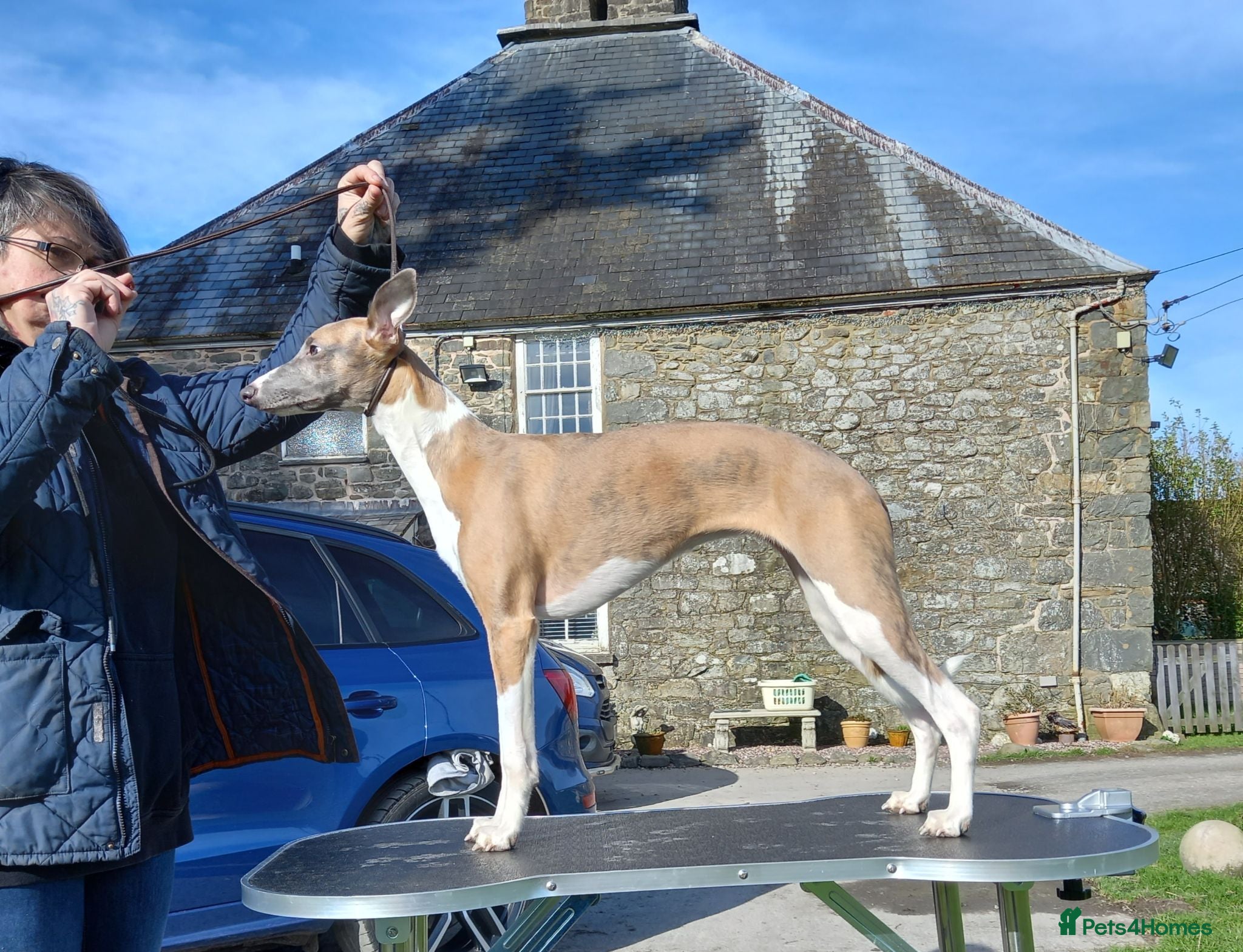 Whippet dogs Beautiful whippets  - Advert 16