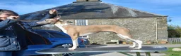 Whippet dogs for sale: Beautiful whippets  in Machynlleth - Advert 1