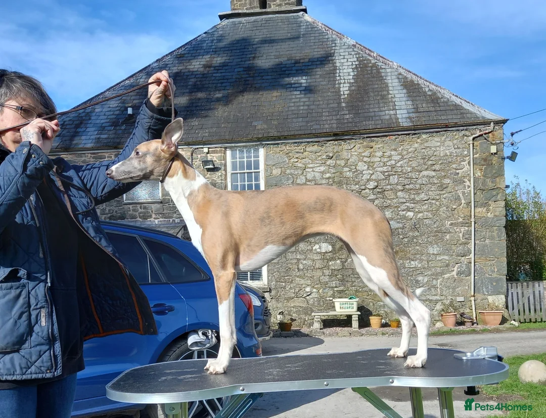Whippet dogs for sale: Beautiful whippets  in Machynlleth - Advert 1