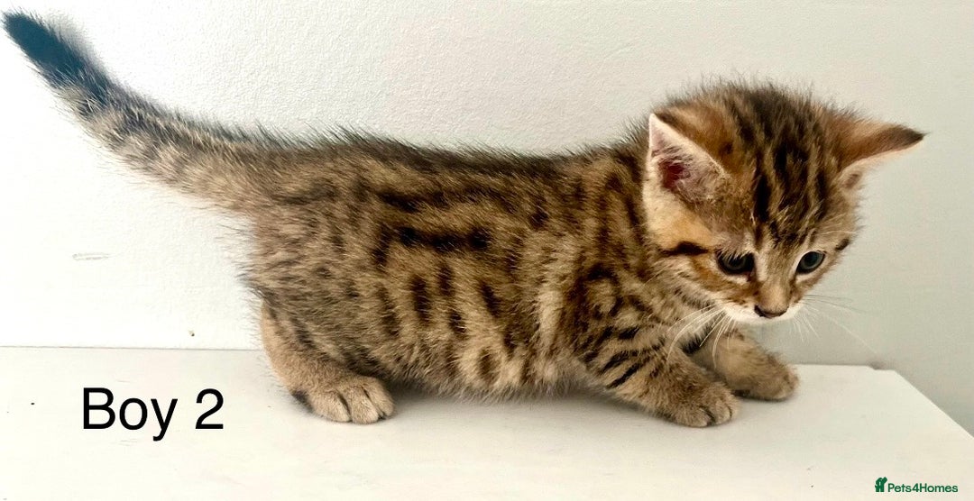 Bengal cats for sale: Gorgeous Bengal kittens ready on go 26th September - Image 18