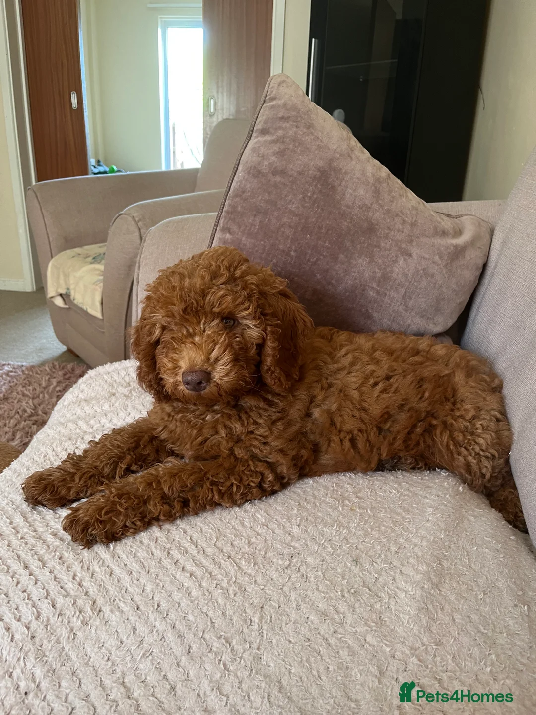 Labradoodle dogs for sale: ⭐ Stunning Red F1BB Labradoodle Puppies  - Advert 1