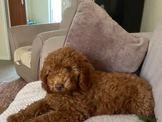 Labradoodle dogs ⭐ Stunning Red F1BB Labradoodle Puppies - Advert 1