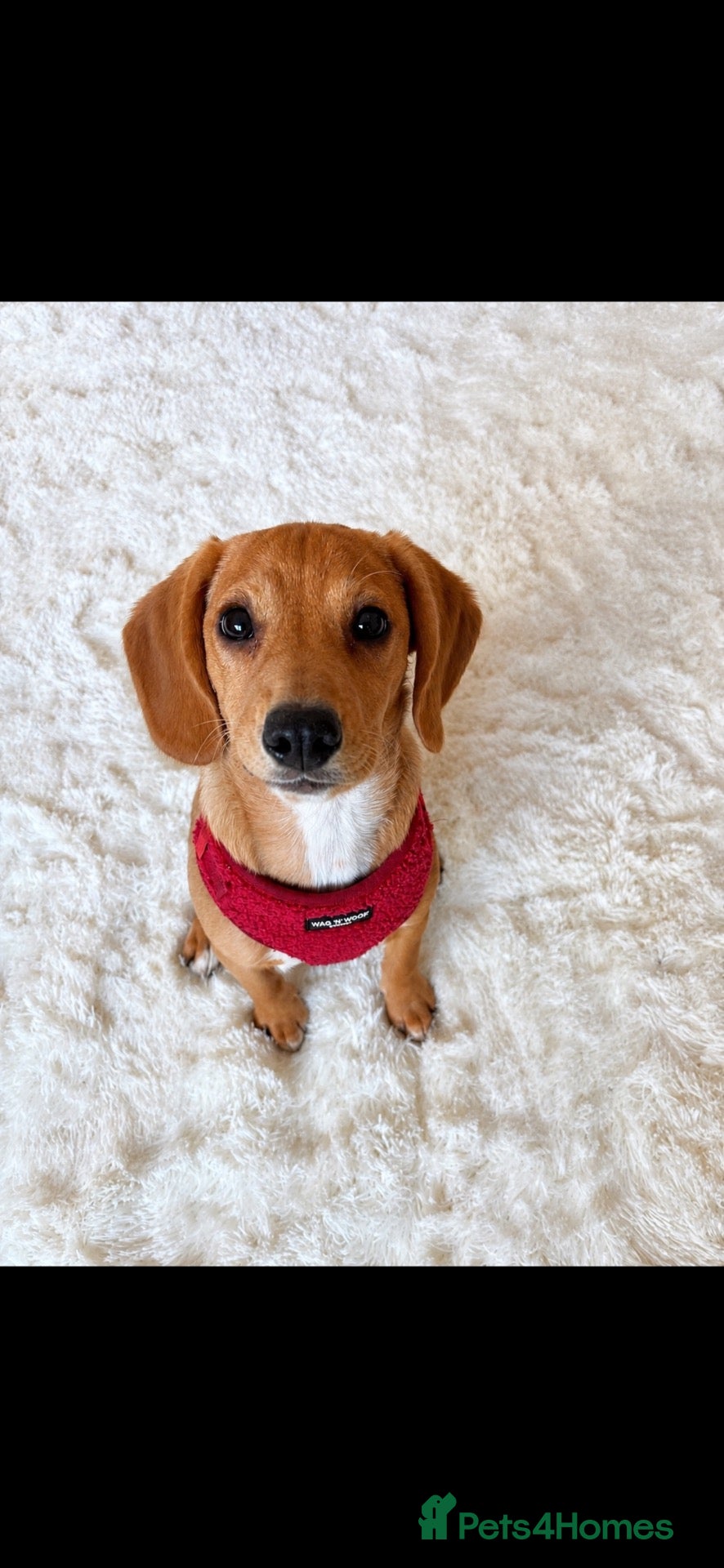 Mixed Breed dogs Lulu  - Advert 1