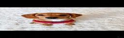 Mixed Breed dogs for sale: Lulu  - Advert 1