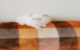 Persian cats for sale: Pedigree exotic long haired  kittens - Image 3