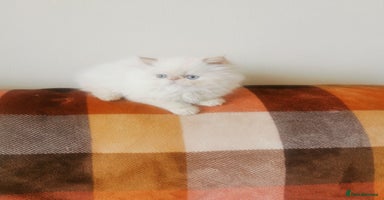 Persian cats - Advert 10